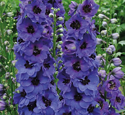 Дельфиниум (высокий) - Арлекин