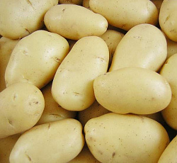 Картофель Баллада