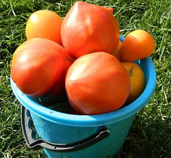 Томат Мишка косолапый