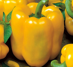 Перец сладкий Тевере F1