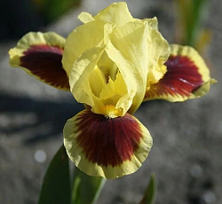 Ирис (карликовый) - Сплэш оф Ред