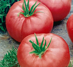 Томат Торбей F1