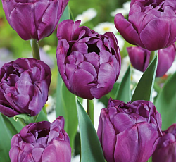 Тюльпан (Махровый поздний) - Аликанте