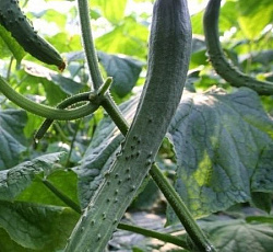 Огурец Шанхайский молодец F1