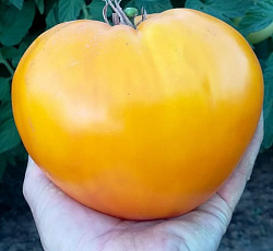 Томат Желтое сердце