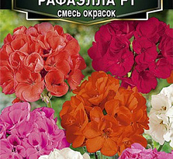 Пеларгония зональная Рафаэлла F1 (смесь окрасок)