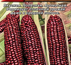 Кукуруза Красотка F1 (сахарная)