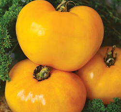 Томат В десятку