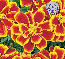 Бархатцы отклоненные Дуранго Флейм