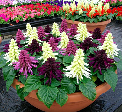 Сальвия Галактика (карликовая)