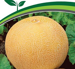 Дыня Майорка F1