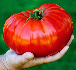 Томат Сибирский гигант