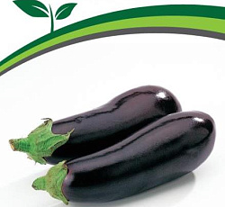 Баклажан Северный индиго F1