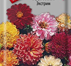 Георгина Экстрим