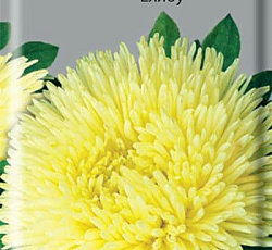 Астра Гремлин Еллоу