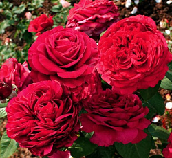 Роза (флорибунда) - Роза 4х ветров (Роз де Катро Вант)