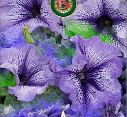Петуния крупноцветковая Пентальфа F1 Блюберри Крем