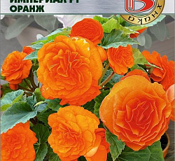 Бегония клубневая Империал F1 Оранж