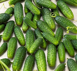 Огурец Пасамонте F1