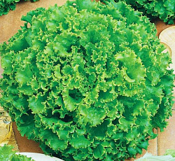 Салат Кучерявец Одесский (полукочанный)