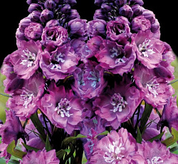 Дельфиниум (высокий) - Дельфис Пинк Пауэ (Люкс)