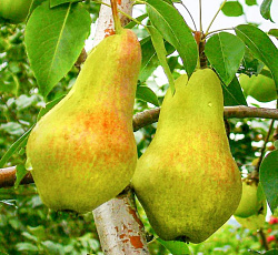 Груша - Видная