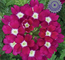 Вербена Кварц Бургунди виз Ай