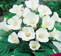 Глоксиния - Монблан