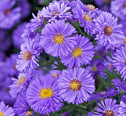 Астра (новобельгийская) - Мари Баллард