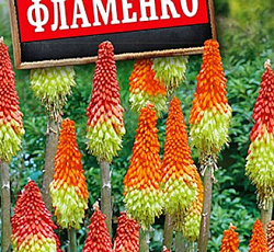 Книфофия ягодная Фламенко