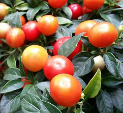 Перец кустарниковый Бабье лето (острый)