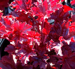 Гейхера (мелкоцветковая) - Мелтинг Файр