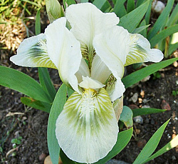 Ирис (карликовый) - Дрим Стафф