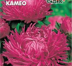 Астра Художественная Камео (махровая)