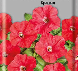 Петуния минифлора Магнит Красная