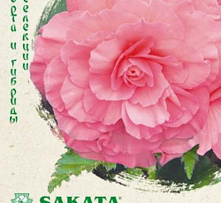 Бегония клубневая Фортуна Роуз F1