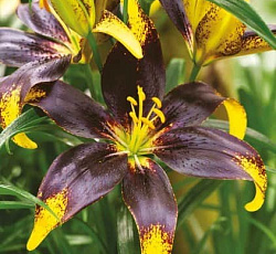 Лилия (азиатская танго) - Лайон Харт