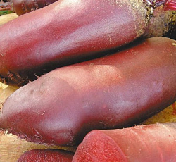 Свекла Негритянка