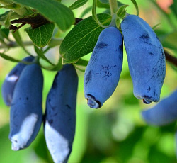 Жимолость - Голубое веретено