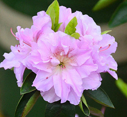 Азалия (японская) - Элси Ли