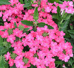 Вербена розовая Русский Размер