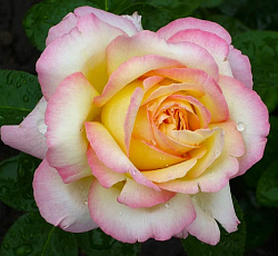 Роза (чайно-гибридная) - Глория Дей