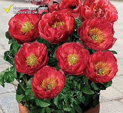 Пион (травянистый Патио) - Москва