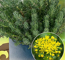 Очиток (Седум) форстера Оракл