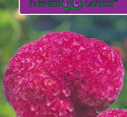 Целозия Курум розовая гребенчатая