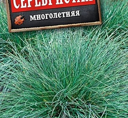 Овсяница Серебристая