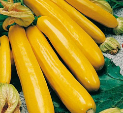 Кабачок Чудо оранжевое F1