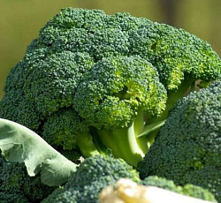 Капуста брокколи Фортуна