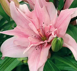 Лилия (азиатская махровая) - Элоди