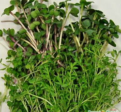 Микрозелень Салатная смесь